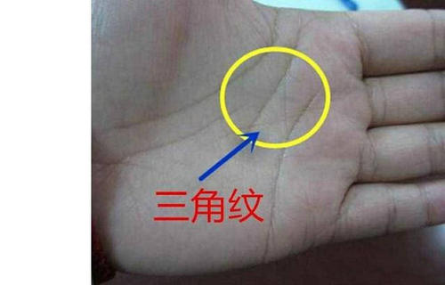贵人桃花线,事业线开叉呈的y字型的线纹.
