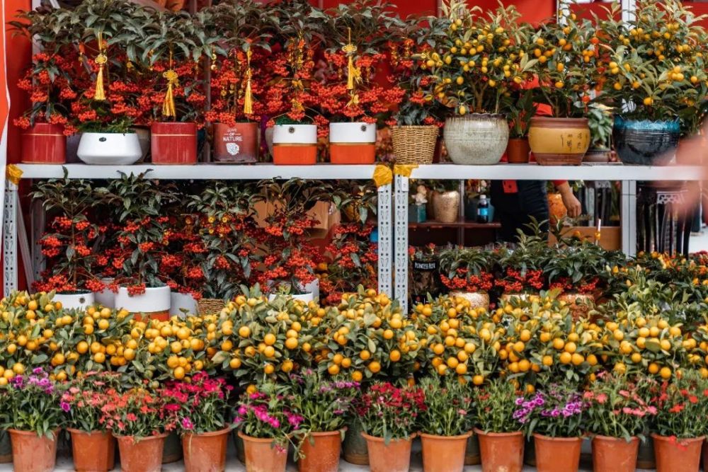 阔别3年今天罗湖迎春花市回归了