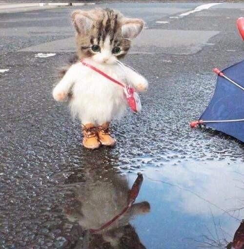 惊奇你家猫照镜子是什么反应