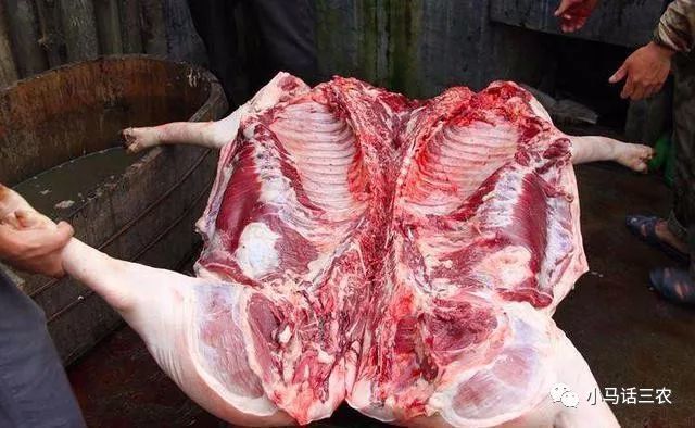 黄膘猪肉图片