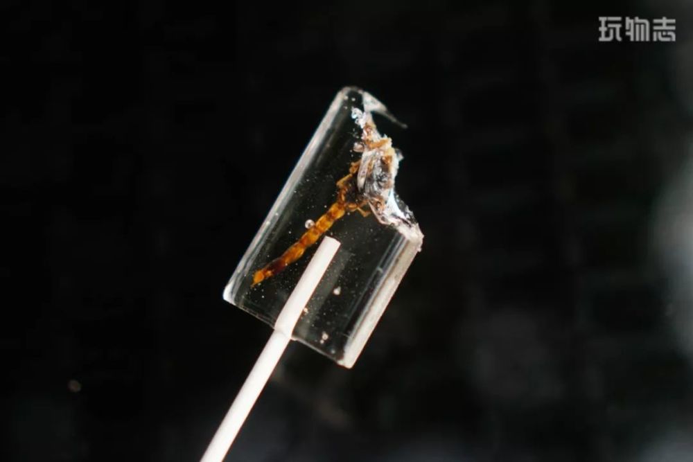 人咬掉了蟑螂的头,有人咬掉了蝎子的头,还有的一口把几只蚂蚁吃了进去