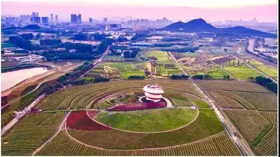也将集中亮相 献上兼具深圳传统风情 与云南特色的花艺盛典 花海中将