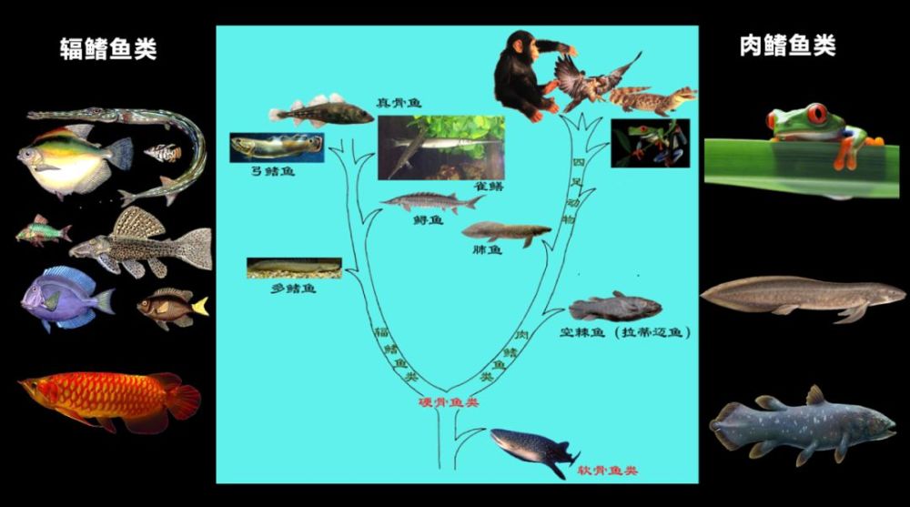 他做出了一个非常大胆的决定给南非总理打了个电话借