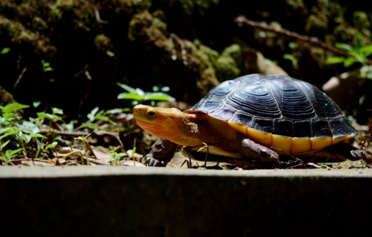 黄缘龟养殖环境建造知识