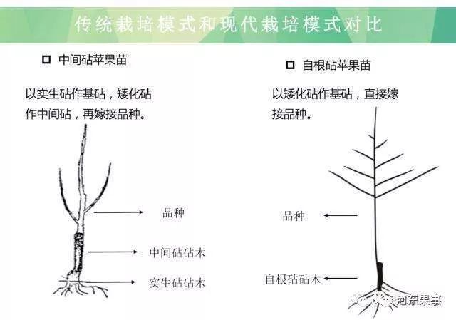 苹果树苗木究竟是自根砧好还是中间砧好