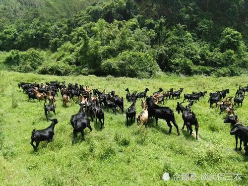 致富羊群满山跑_致富经羊_致富经羊