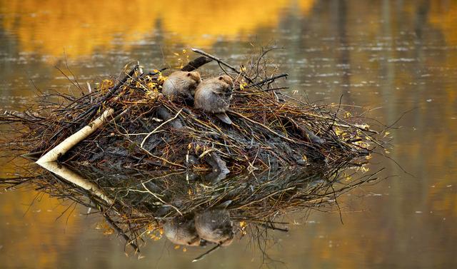 全球变暖|全球变暖让河狸过得更好？科学家：它们筑坝破坏了环境