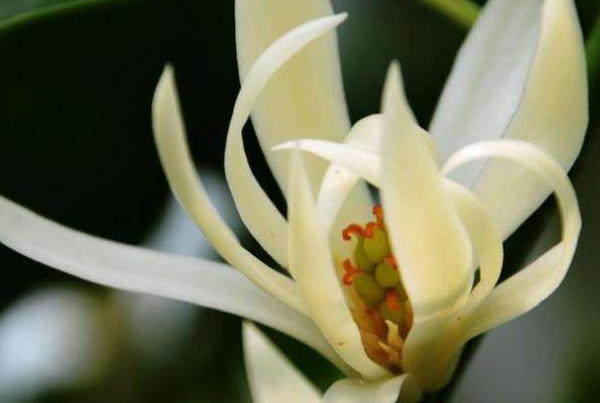 白兰花种植的小技巧 腾讯新闻