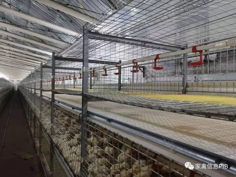 鸡房子通风什么方法好 鸡房子通风什么方法好养