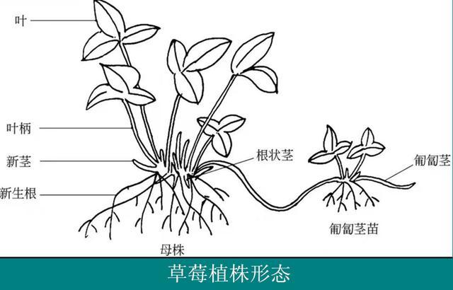 草莓根系生长的5个特点