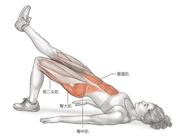 主要肌群:臀大肌,臀中肌,臀小肌,腹直肌,腹横肌