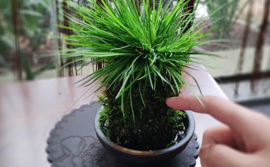 植物栽种之前给土壤进行消毒家庭养花土壤消毒的方法 腾讯新闻