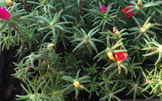 植物栽种之前给土壤进行消毒家庭养花土壤消毒的方法 腾讯新闻