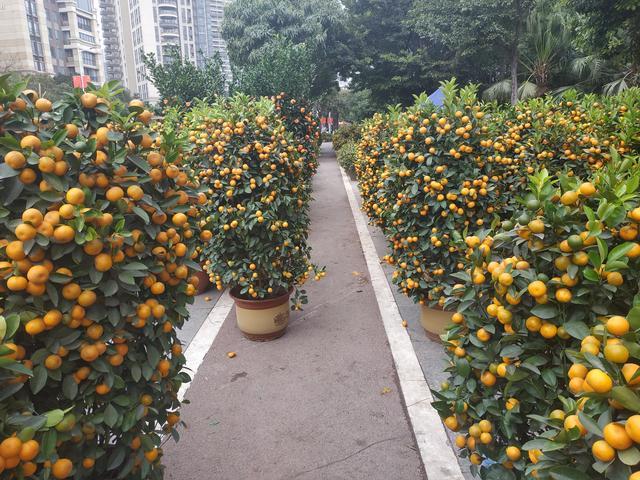 广州人春节爱买结满果实的橘子树但却从来不吃究竟意欲何为