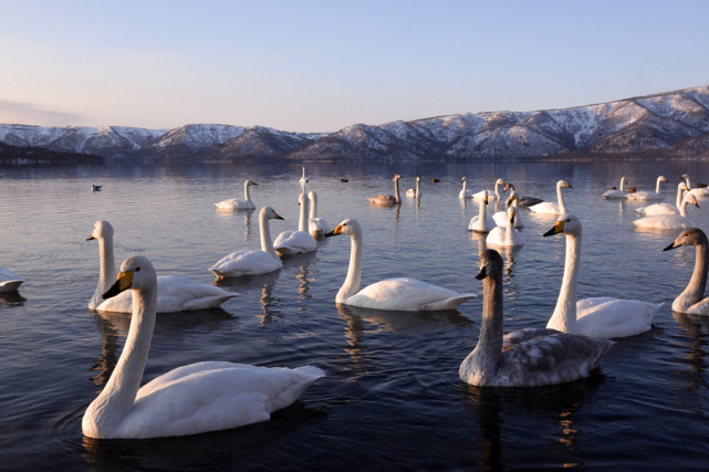 奈良的鹿,泡温泉的猴 日本超萌动物大集合