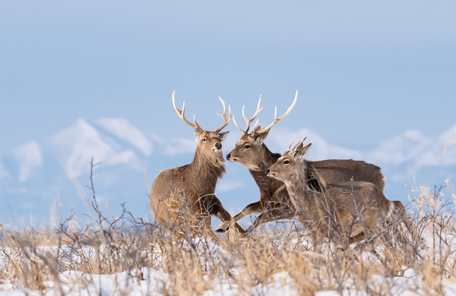 (作者:吴振河.拍摄地点:北海道 )白尾海雕.(作者:吴振河.