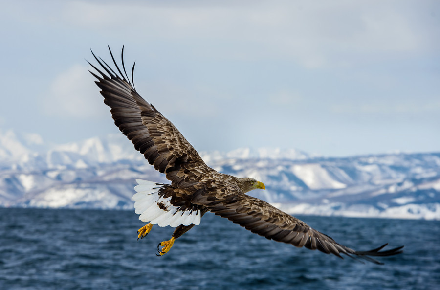 白尾海雕.(作者:吴振河.拍摄地点:北海道 )海洋公园海豚表演.