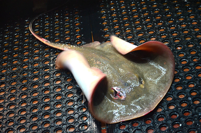 我发现了一只活蹦乱跳的鳐鱼,俗名魔鬼鱼,这是厦门人很喜爱的一种鱼