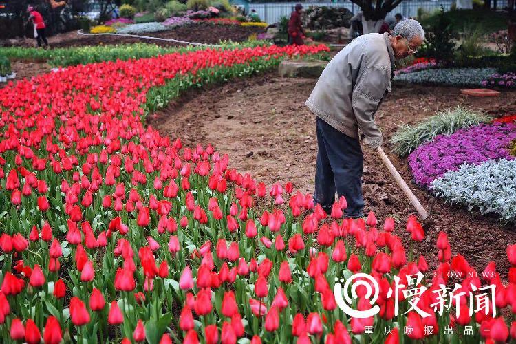 春節去哪兒來這兒看花花世界三十餘畝水仙花海等你來