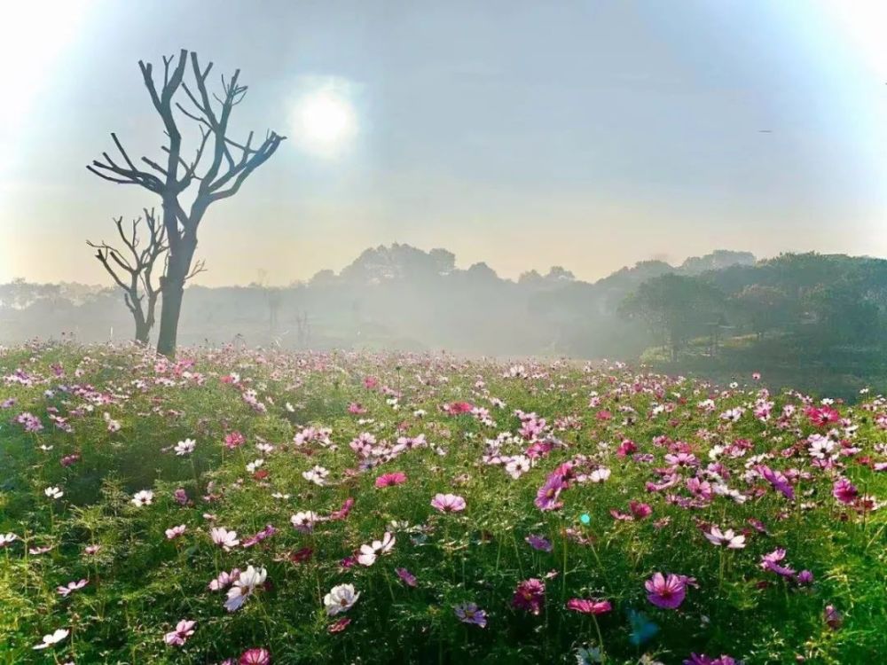 摘草莓去呀~这里的草莓,养在山坳里用山泉水灌溉,格外秀气阳光田园的