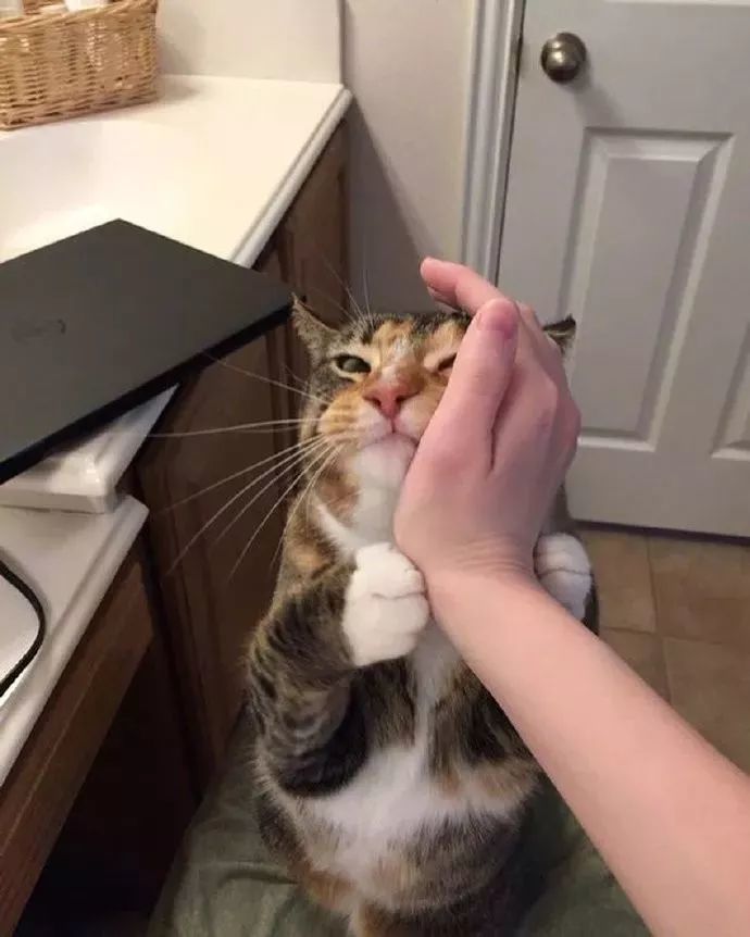 喜欢抓着主人的手来摸自己的脸,这是什么神仙猫咪,我爱了!