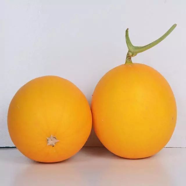 优质黄皮甜瓜品种!黄皮白肉,外形美观,味道脆甜