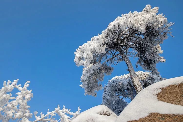 金兰山最新雪景图美呆