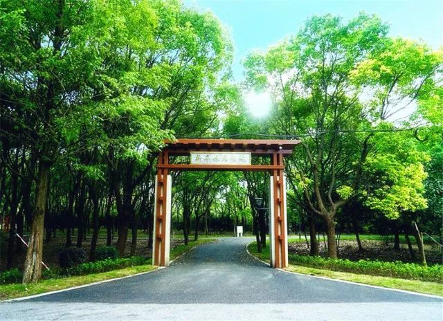 浦东这片林地入选新一批市级开放式林地试点名单,有多美?戳