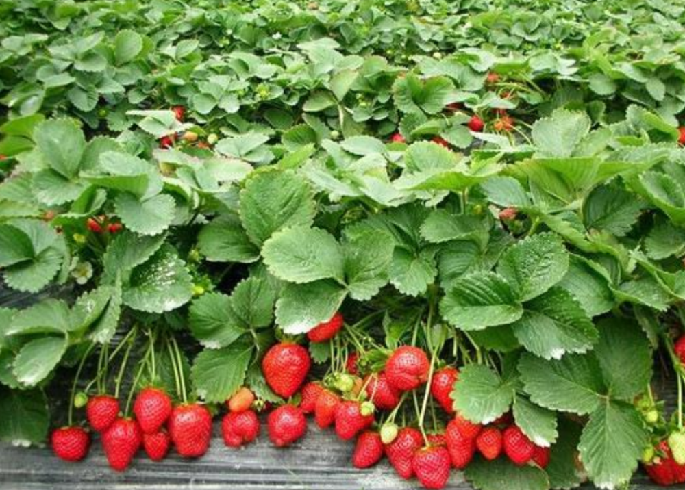 种植草莓如何使草莓根壮生长旺