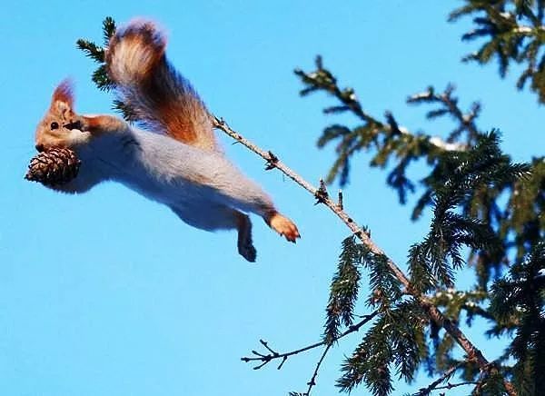 故乡旬邑的花果山獦狸猫/刘振民