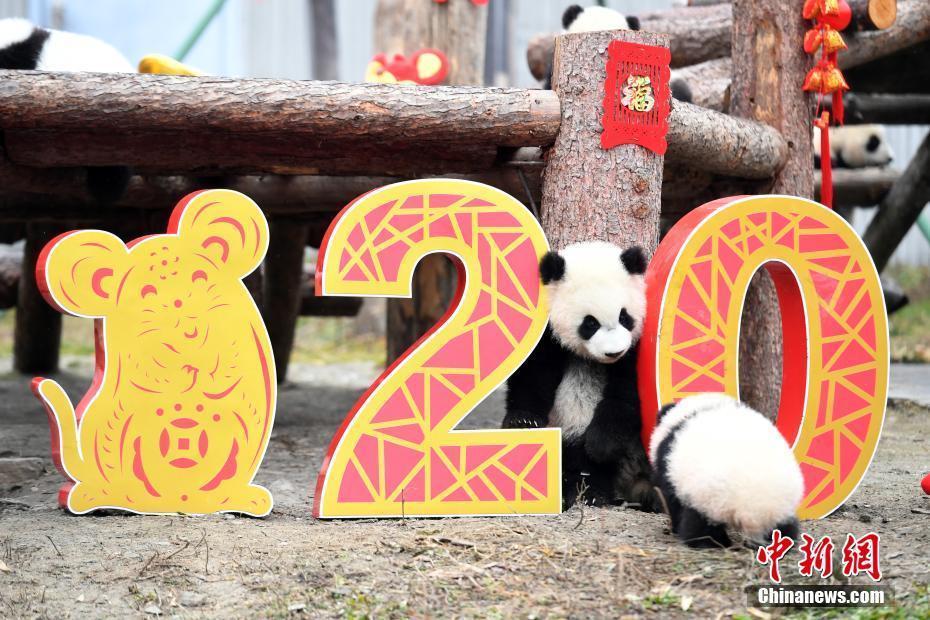 新生 大熊猫天团 闹 小年 送最萌鼠年祝福 腾讯新闻