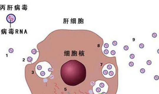 病毒性肝炎：潜伏在你身边的隐形杀手