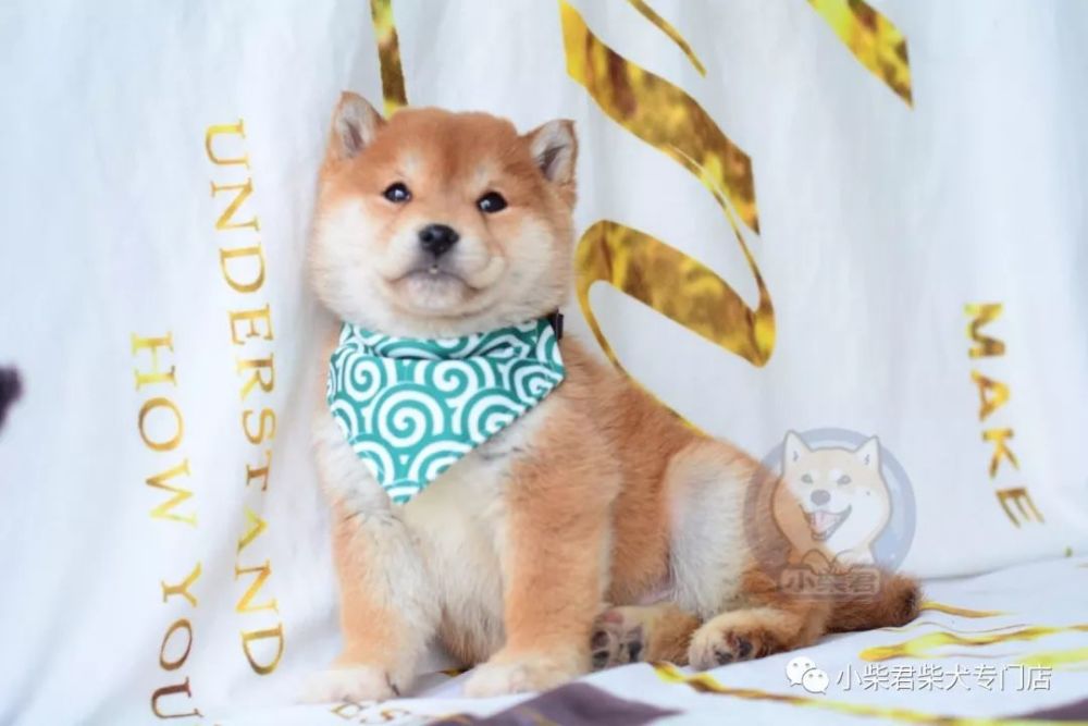 怎么买到心仪真柴?