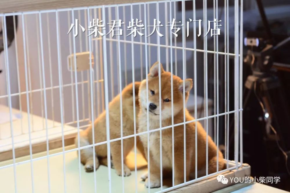 柴犬聪明吗 适不适合在家养 腾讯新闻