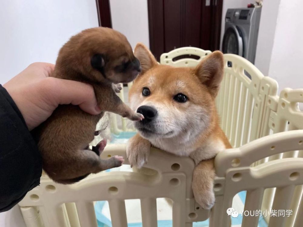 柴犬聪明吗 适不适合在家养 腾讯新闻