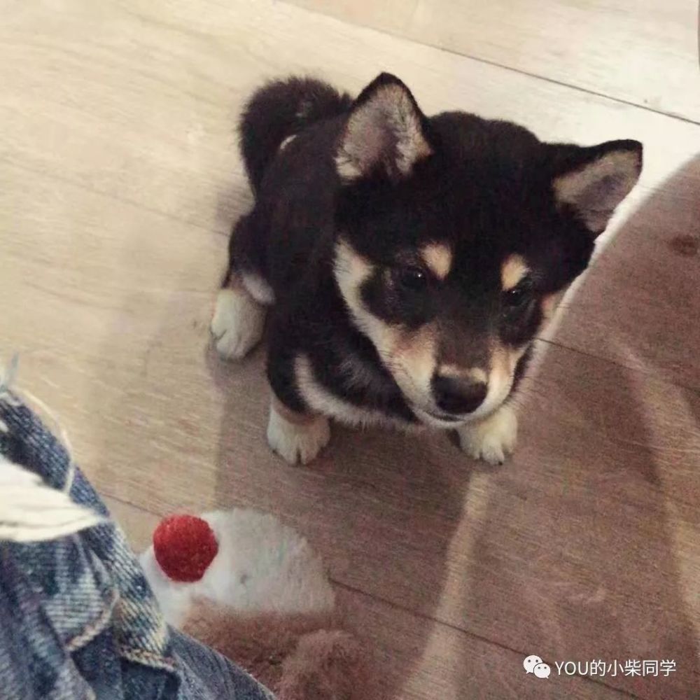 柴犬聪明吗 适不适合在家养 腾讯新闻