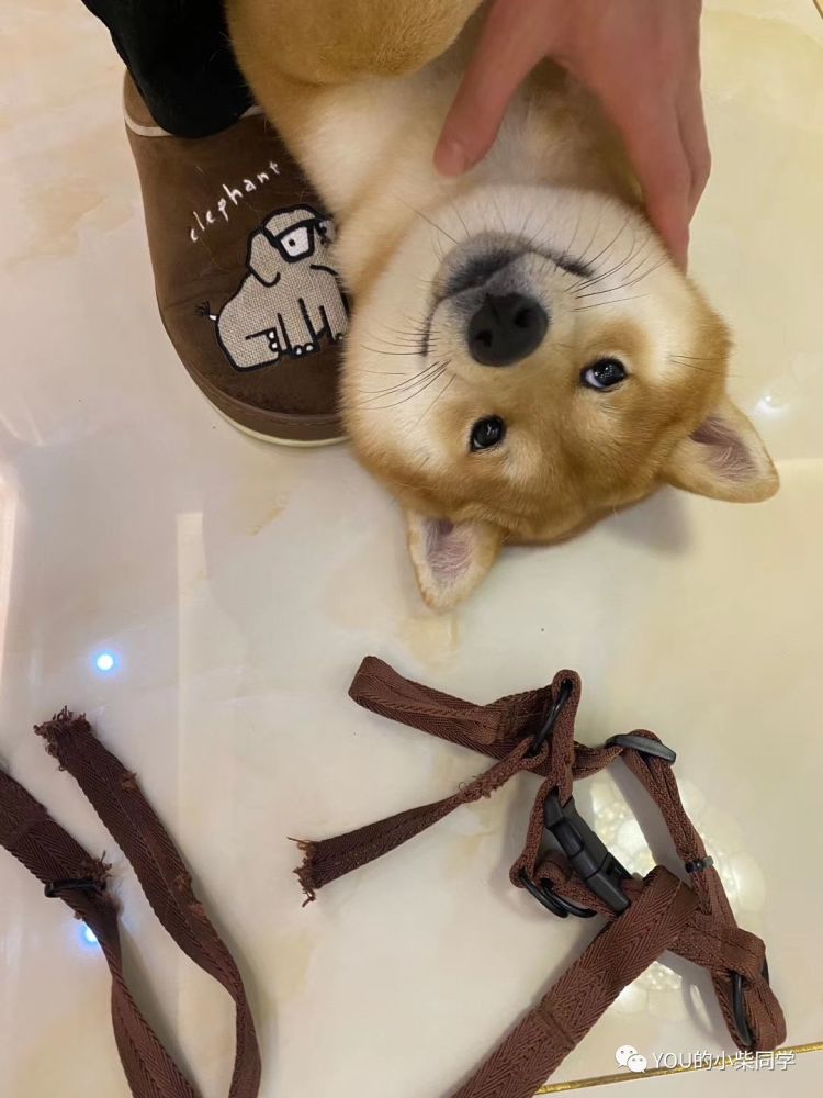 柴犬聪明吗 适不适合在家养 腾讯新闻