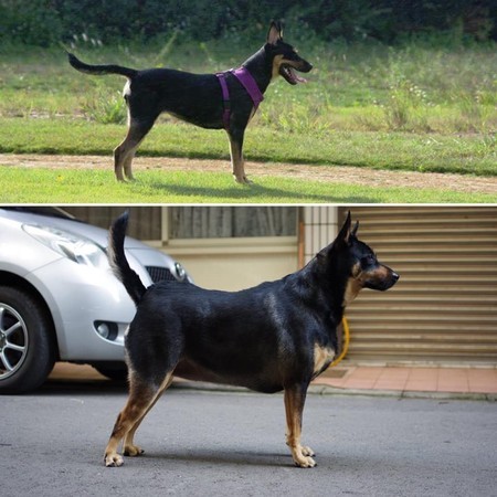 米克斯走样照!结扎后暴风式发福,肥美肚肉摊一地