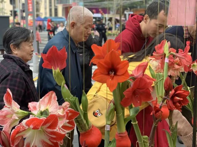 1到24点分别开放的花(1到24点分别开放的花外貌)