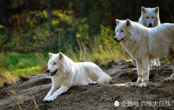 纽芬兰岛曾有一种白色的狼 有最美丽狼之称 因体型巨大导致灭绝 腾讯新闻