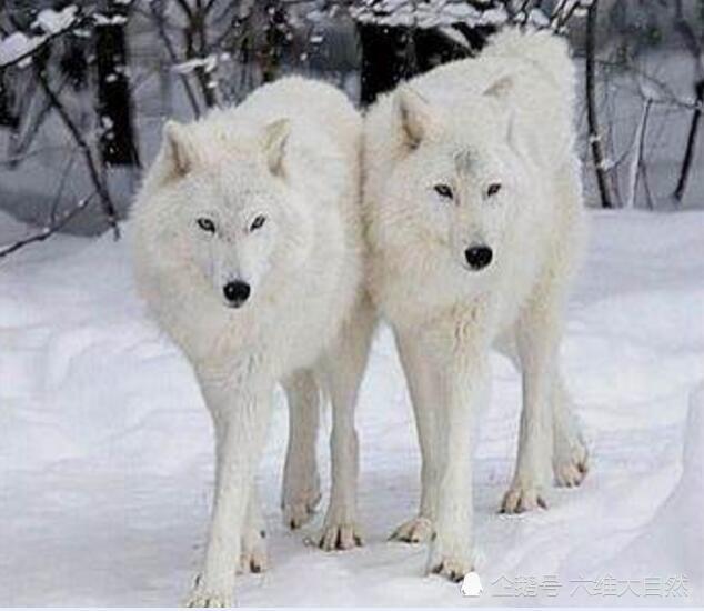 纽芬兰岛曾有一种白色的狼 有最美丽狼之称 因体型巨大导致灭绝 腾讯新闻