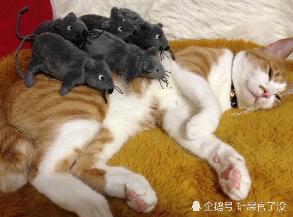 为啥人捉老鼠会被咬而猫捉老鼠却不被咬呢看完涨知识了