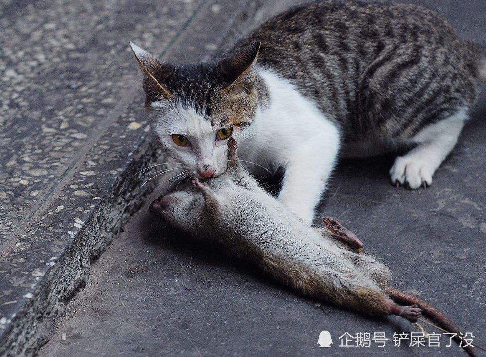 为啥人捉老鼠会被咬 而猫捉老鼠却不被咬呢 看完涨知识了 腾讯新闻