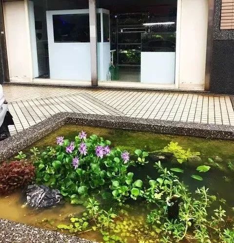 3米花圃改成天然无过滤水草池 这波操作100分 腾讯新闻