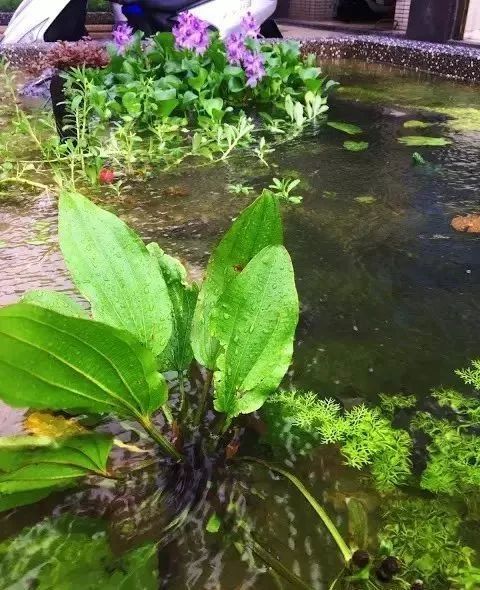 3米花圃改成天然无过滤水草池 这波操作100分 腾讯新闻