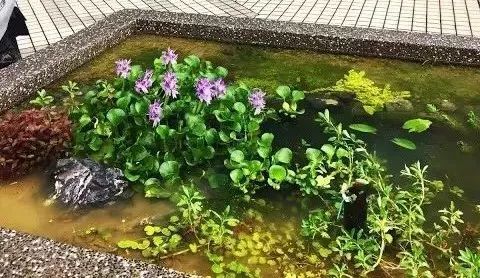 3米花圃改成天然无过滤水草池 这波操作100分 腾讯新闻