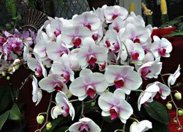 腾讯内容开放平台