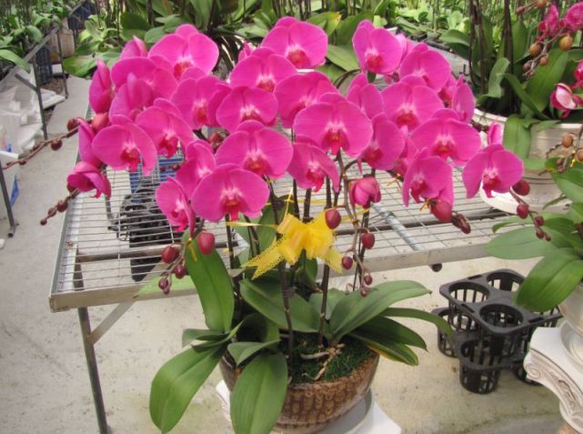 腾讯内容开放平台