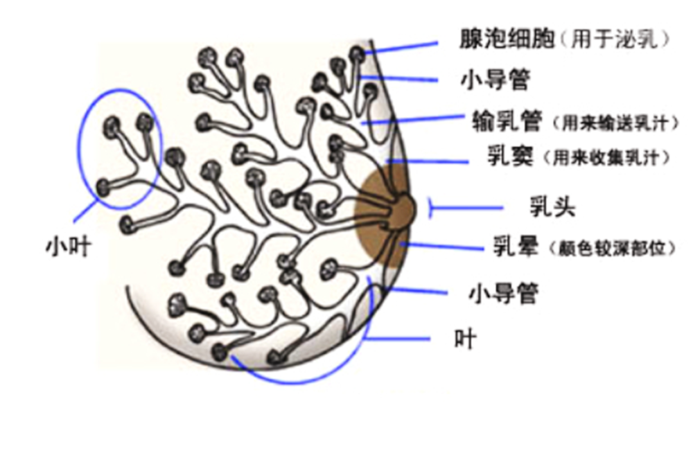 乳腺小叶解剖图图片