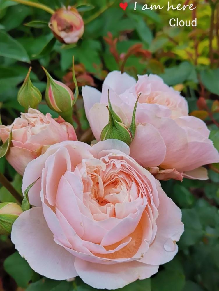 我在北美打造零下30 的温带区玫瑰园 腾讯新闻